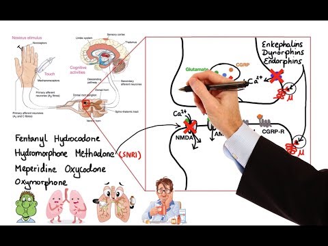 Pharmacological Overview of Hydromorphone: Chemical Properties & Mechanism of Action